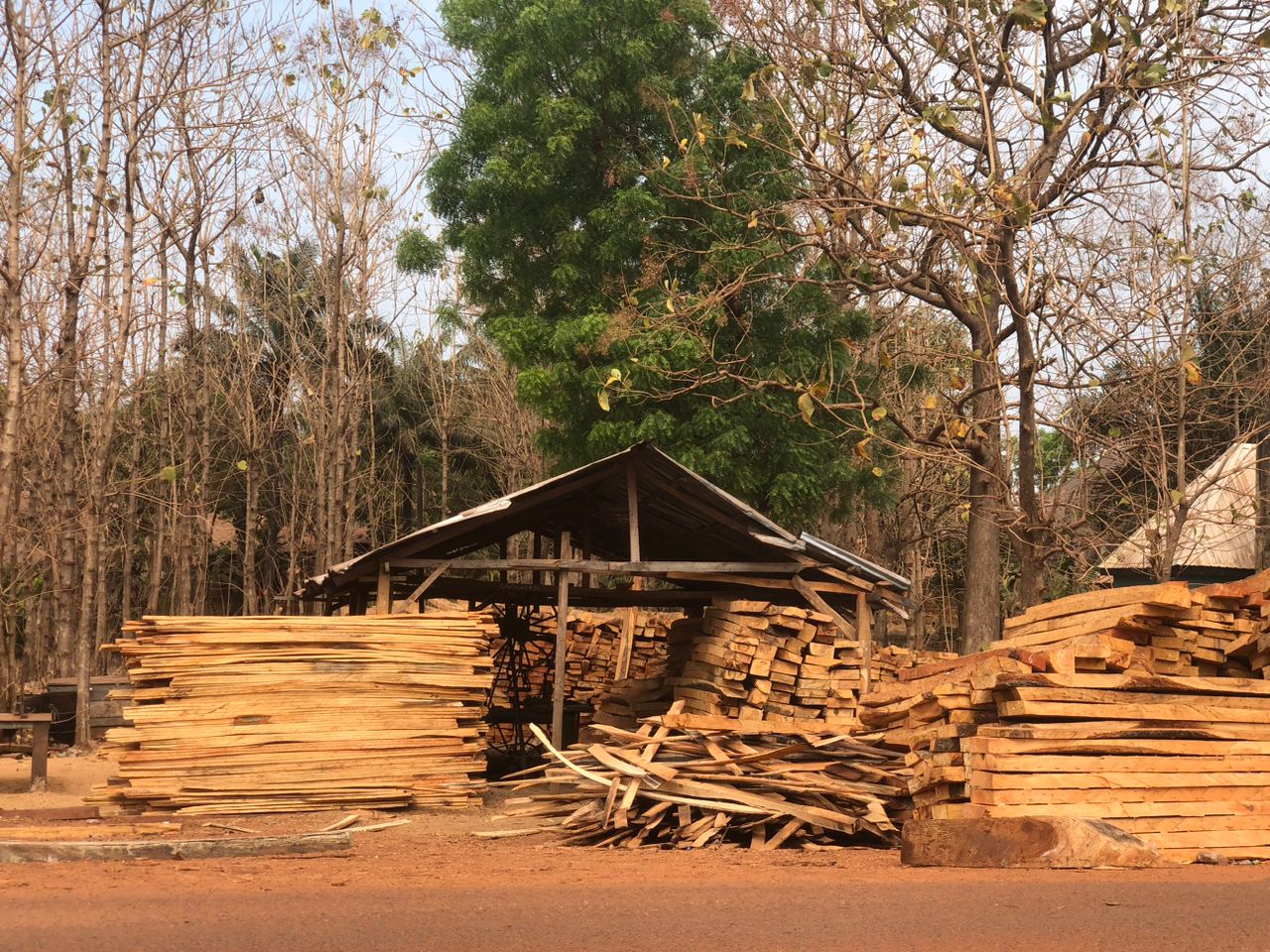 In Benue, farmers recount losses as Nigeria’s weak forest policy aids deforestation