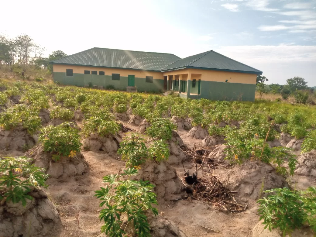 Cassava-Farm-in-the-polytechnic